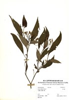 藏品(金石榴)的圖片